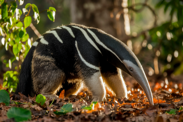 Animaux Qui Mangent des Fourmis : Le Tamanoir et Autres Insectivores