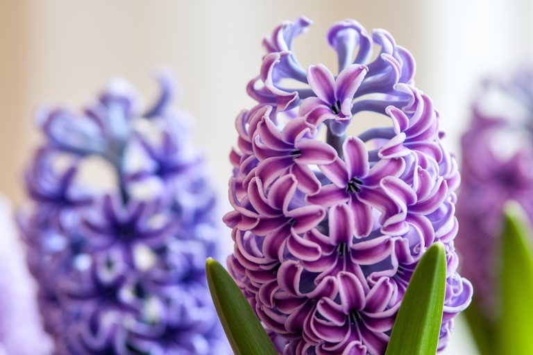 Jacinthe : Tout Savoir sur cette Fleur d'Exception et Comment la Cultiver