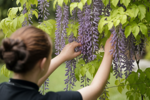 Bouturer une Glycine : Techniques et Astuces pour Réussir vos Boutures