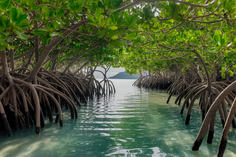 La Mangrove en Guadeloupe : Découvrez ce Précieux Écosystème