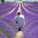 Distance Plantation Lavande : Comment Bien Planter en Pleine Terre
