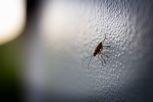 Bête d&rsquo;humidité maison : qui sont-ils ?