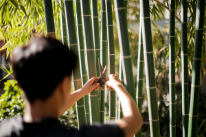 Comment tailler du bambou : Quand et Comment Bien Procéder
