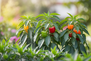 Association Poivron Potager : 3 Plants Bio pour Votre Trio