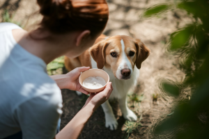 Chenille processionnaire chien bicarbonate : Danger et traitement pour votre animal