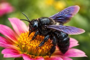 Abeille Charpentière : Identification et Dangers