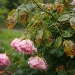 Maladie Rosier Trop Arrosé : Symptômes et Solutions