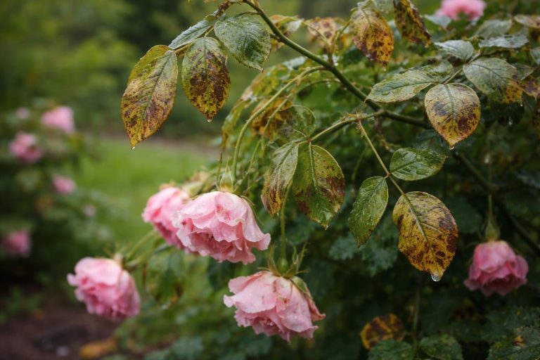 rosier-feuilles-taches-brunes-petales