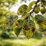 Maladie du Poirier : Comment Identifier et Traiter ?