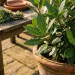 Laurier-sauce culture et utilisation : conseils pour un jardin aromatique réussi