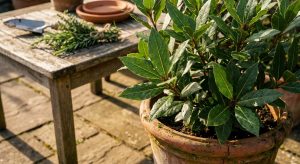 Laurier-sauce culture et utilisation : conseils pour un jardin aromatique réussi